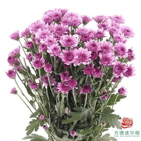 多头小菊 芙蓉