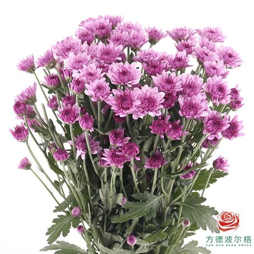 多头小菊 芙蓉 商品图0