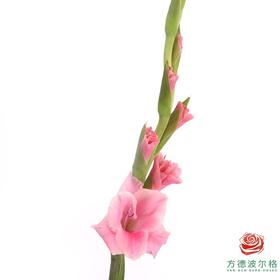 剑兰花脸 5枝一扎