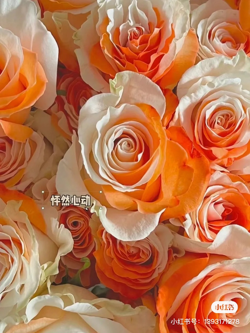 厄瓜多尔染色玫瑰花WHITE ORANGE怦然心动10支