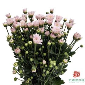 多头小菊 滇之桃