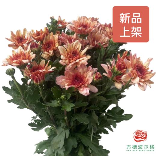 市场自采多头小菊 皮普橙 商品图0