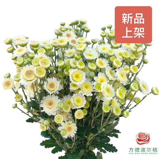 市场自采多头小菊 荷包蛋 商品图0