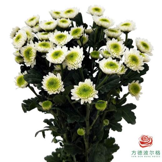 多头小菊 灯笼 商品图0