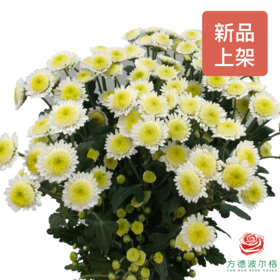 多头小菊 白芒