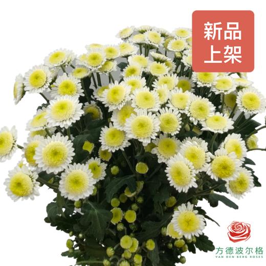 多头小菊 白芒 商品图0