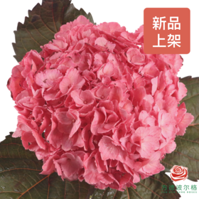 绣球-进口西瓜红