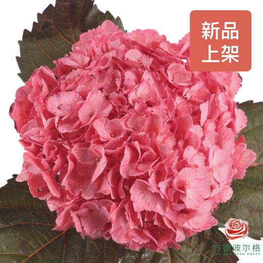 绣球-进口西瓜红 商品图0