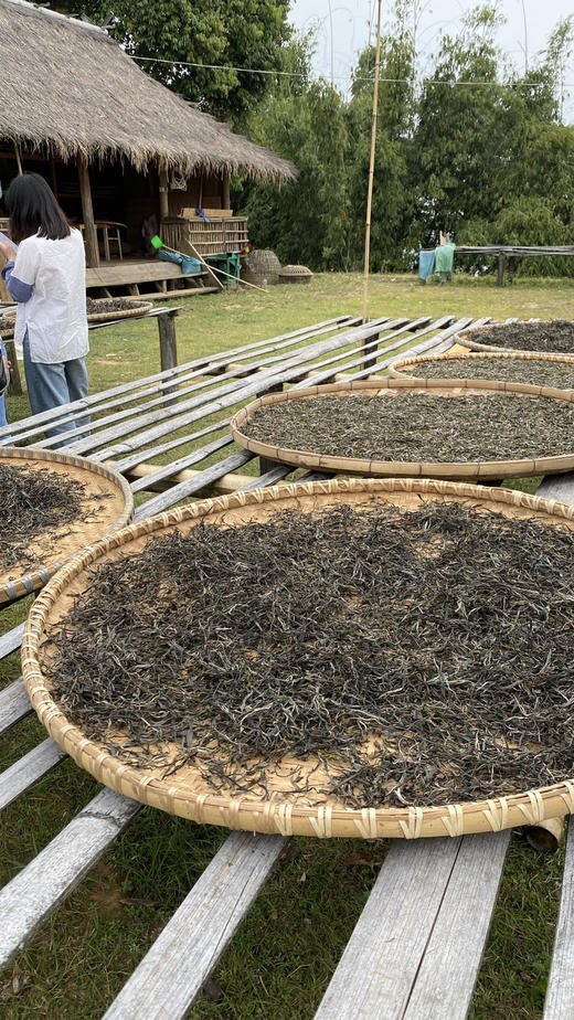 2022【广别妖茶】以“妖”闻名的古树茶，甜柔之下，霸道内劲 商品图5