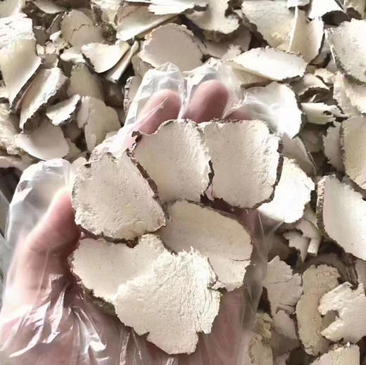 虎奶菌（送海底椰） 商品图1