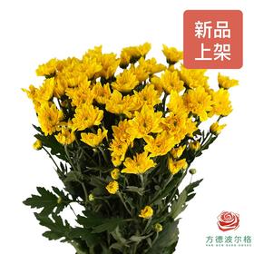 小菊 卡斯塔德