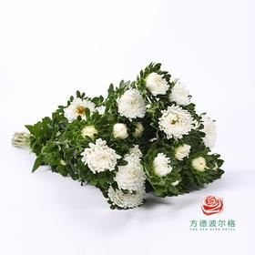 翠菊-白色