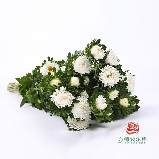 翠菊-白色 商品图0