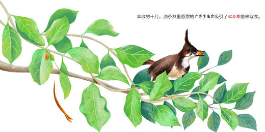 森林中的“吸血鬼”广寄生 商品图2