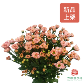 多头小菊 吉姆粉