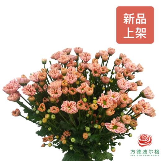 多头小菊 吉姆粉 商品图0