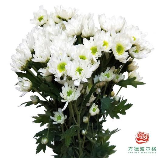 多头小菊 瑞多斯特白 商品图0