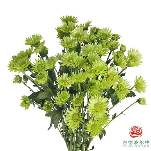 多头小菊 绿精灵 商品图0