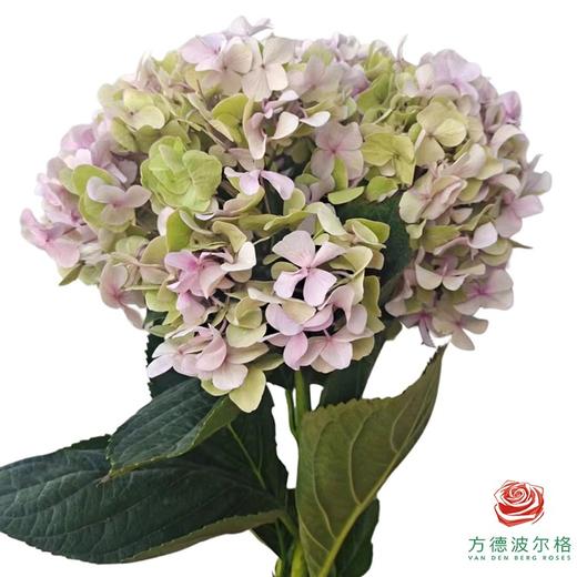 市场绣球 粉秋 1枝 商品图0