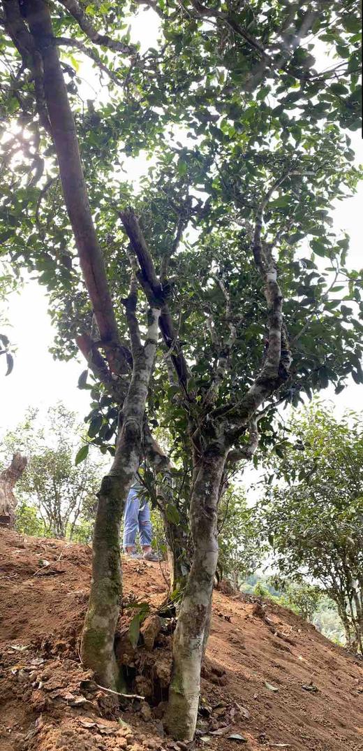 2022【广别妖茶】以“妖”闻名的古树茶，甜柔之下，霸道内劲 商品图14