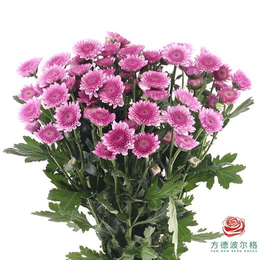 多头小菊 黎明 商品图0