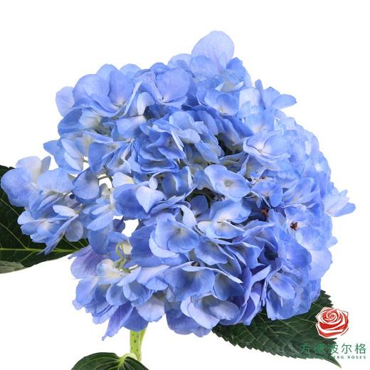 绣球 新浅蓝 商品图0