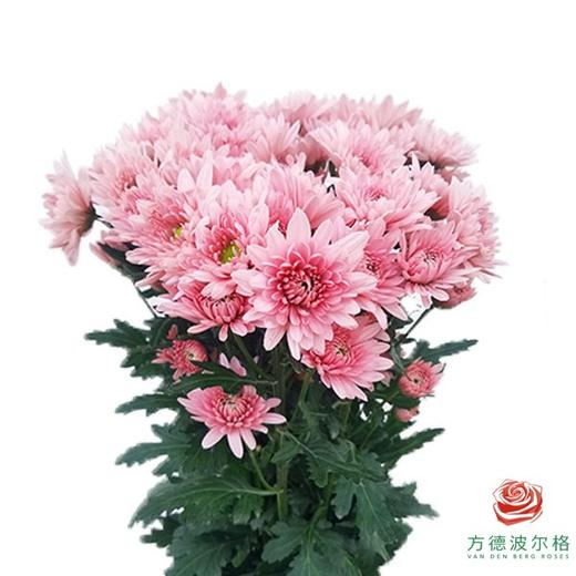 多头小菊 汉城 商品图0