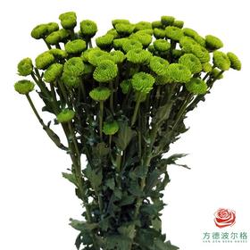 多头小菊 绿钻