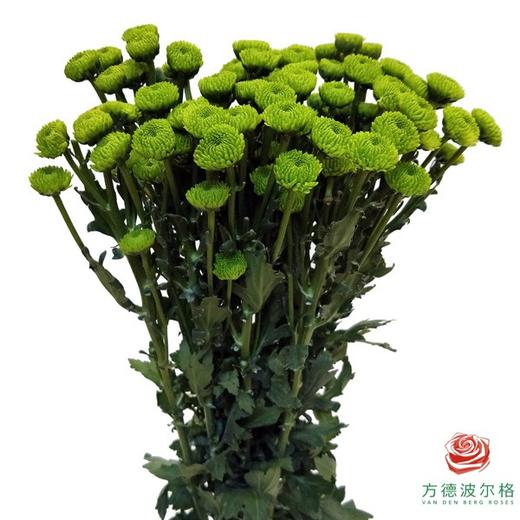 多头小菊 绿钻 商品图0