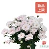 多头小菊 滇之桃白 商品缩略图0