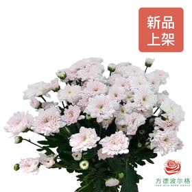 多头小菊 滇之桃白