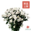 多头小菊 贝基白 商品缩略图0