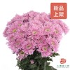 多头小菊 伊斯科特多头 粉色 商品缩略图0