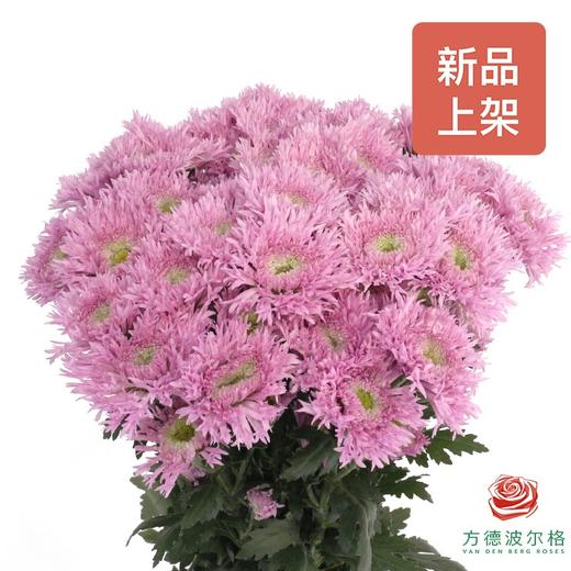 多头小菊 伊斯科特多头 粉色 商品图0