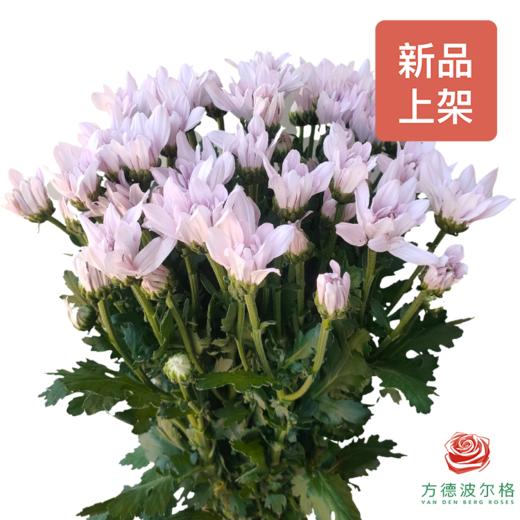 市场自采多头小菊 杜鹃粉 商品图0