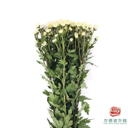 多头小菊 奥茨 商品图0