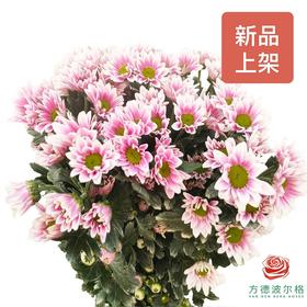 多头小菊 典韵