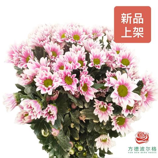 多头小菊 典韵 商品图0