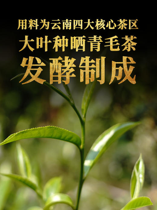 【远销法国 送礼甄选】下关 2019年金榜销法沱 普洱熟茶 500g/盒 礼盒装（京东同款） 商品图4