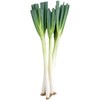 大葱480g-520g 商品缩略图2