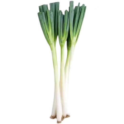 大葱480g-520g 商品图2