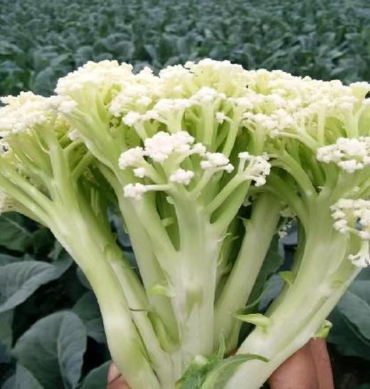 青梗花菜 480g-520g 商品图1