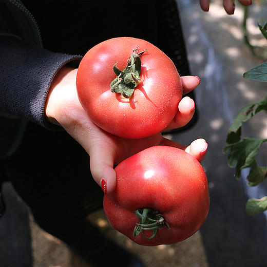 【攀枝花米易西红柿】米易沙瓤多汁 露天种植 生吃水果大番茄 现采现发 4.5斤 商品图0