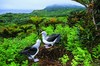 【现货】One of a Kind: The Unique World of Island Animals | 岛屿动物的奇特世界 摄影集 商品缩略图7