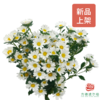 mini菊 颜色随机（红 桃红 紫 白） 商品缩略图0