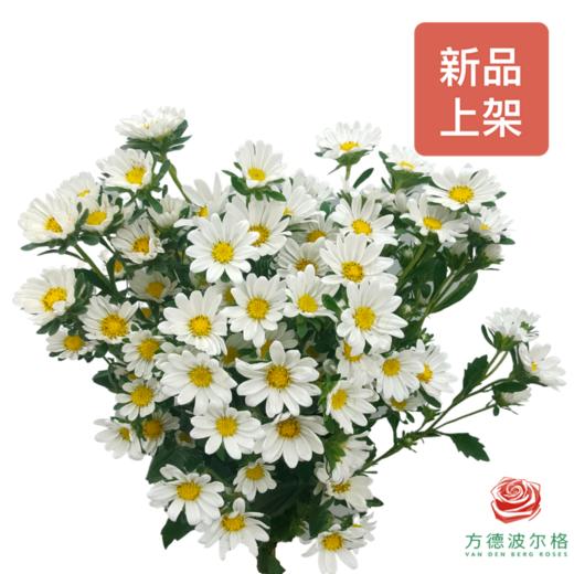 mini菊 颜色随机（红 桃红 紫 白） 商品图0