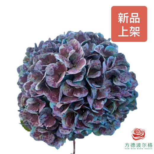 绣球-脏脏球 商品图0