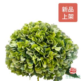 绣球-绿巨人 1枝（大花头）