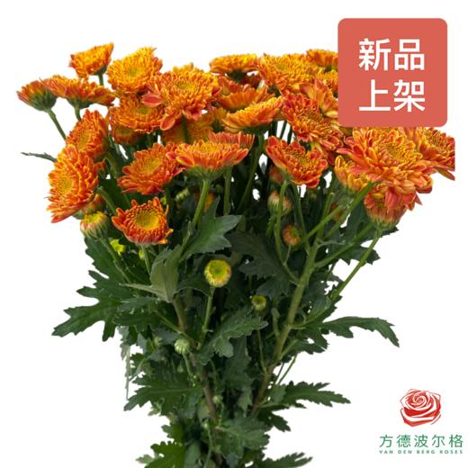 市场自采多头小菊 橙神仙 商品图0