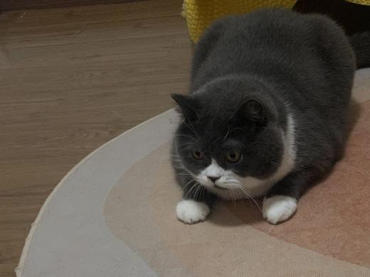 【大福利】9月团长激励政策 商品图0